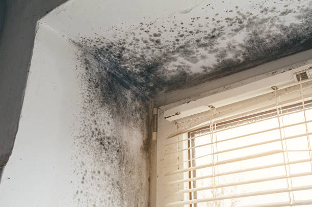 Mold Removal service in Haslett
